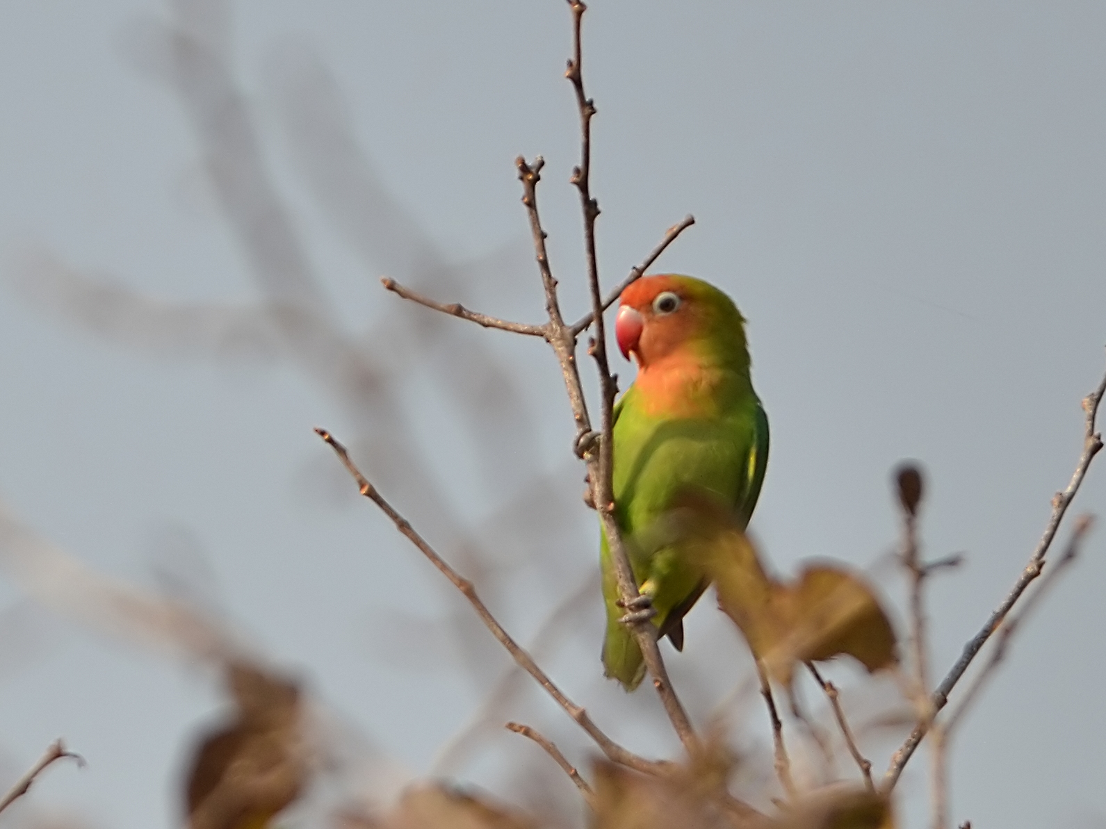 Indahnya Lovebird Di Habitat Alamnya Pasar Burung Online Jogja